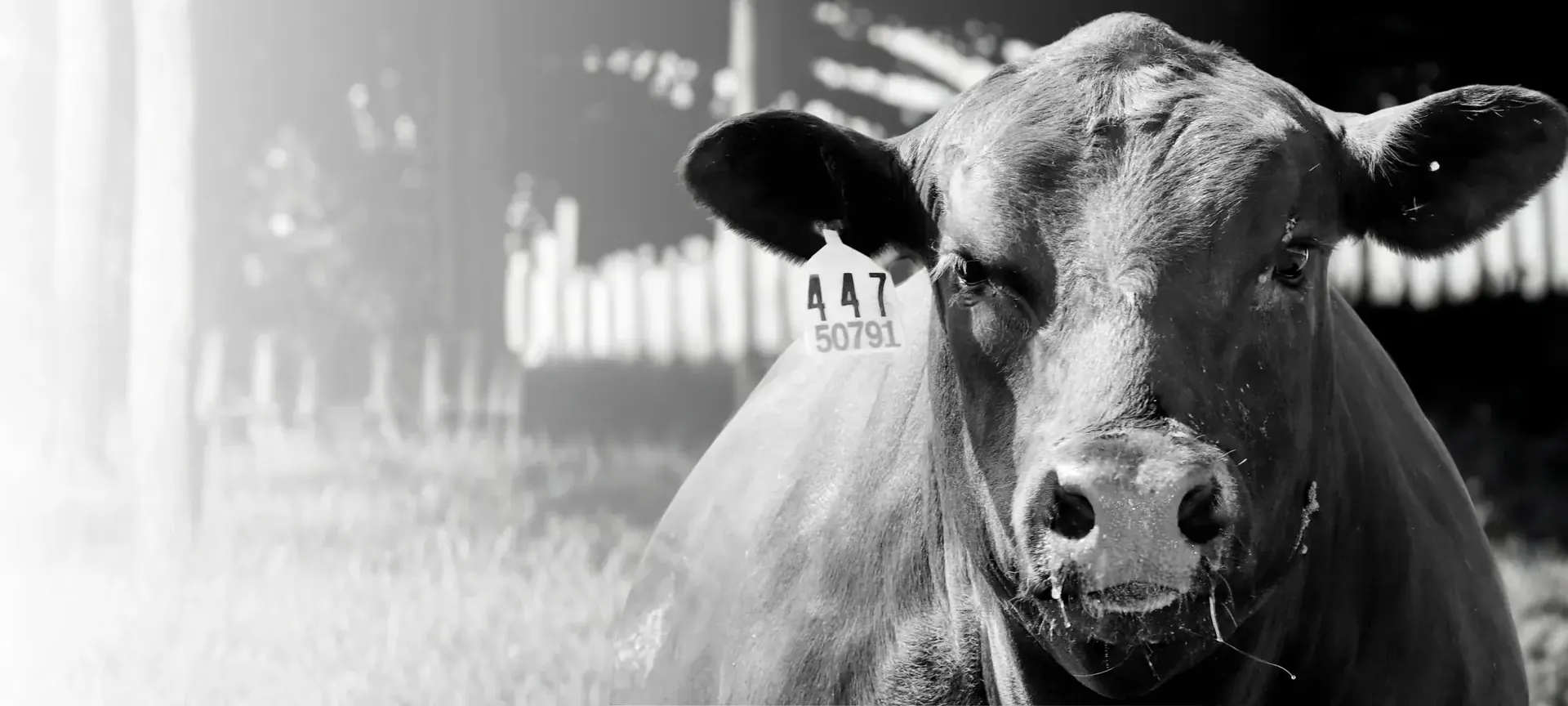 Close view of cattle at Wilroads Feed Yard